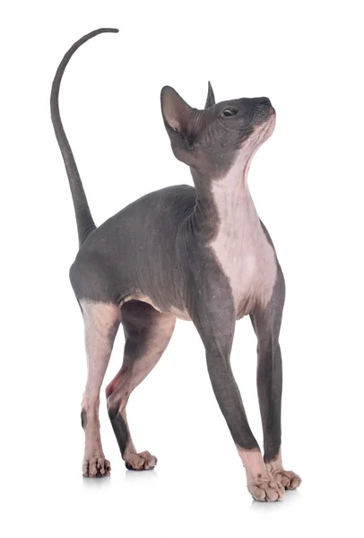 Peruvian hairless best sale cat