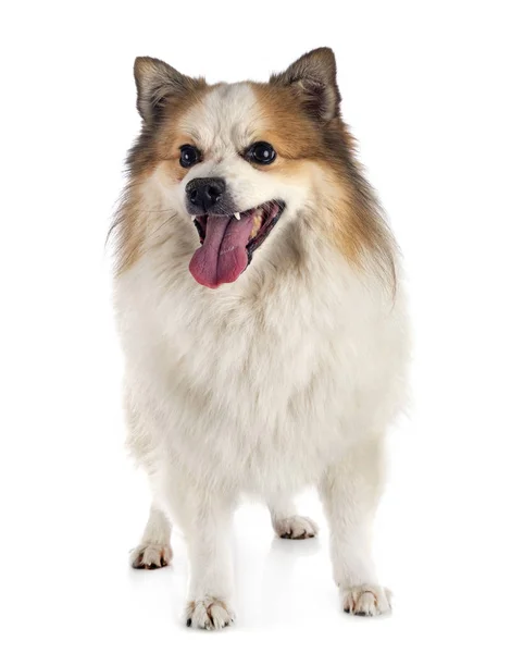 Isländischer Schäferhund im Studio — Stockfoto