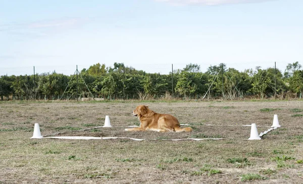 Opleiding van de gehoorzaamheid — Stockfoto