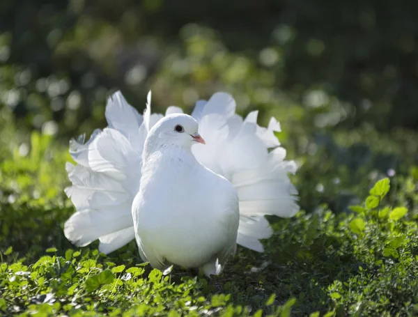 Engelska Fantail i naturen — Stockfoto