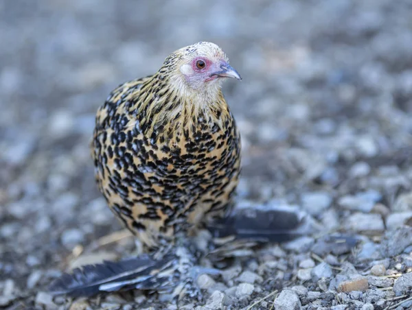 Startade Bantam i naturen — Stockfoto