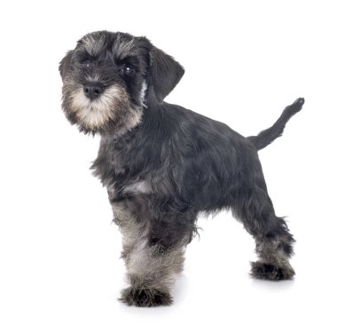 Köpek yavrusu minyatür schnauzer