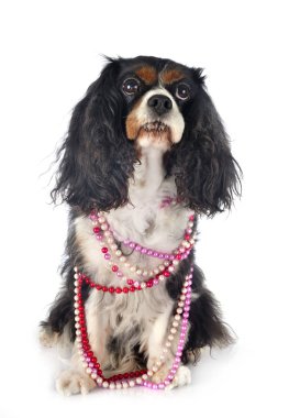 Cavalier King Charles