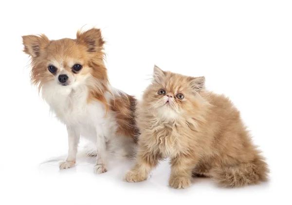 Gatito persa y chihuahua — Foto de Stock