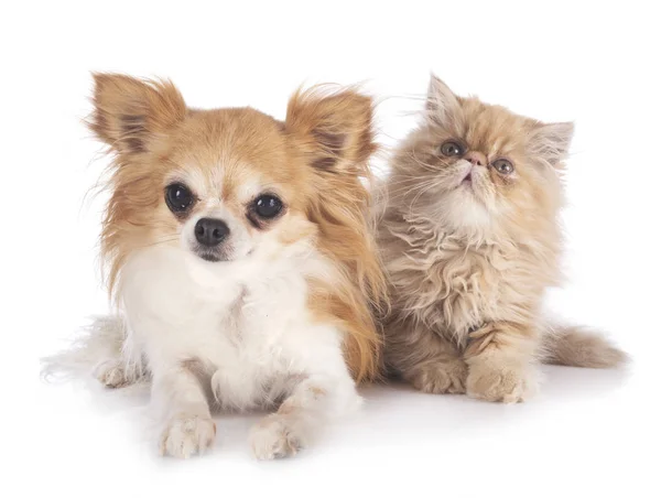 Gatito persa y chihuahua — Foto de Stock