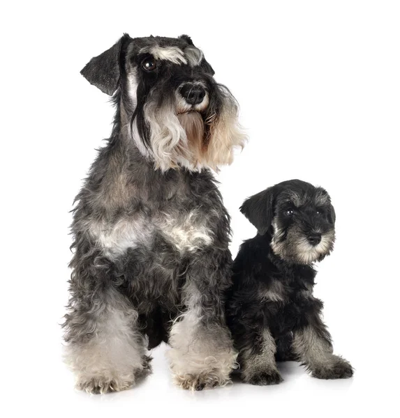 Két miniatűr schnauzer — Stock Fotó