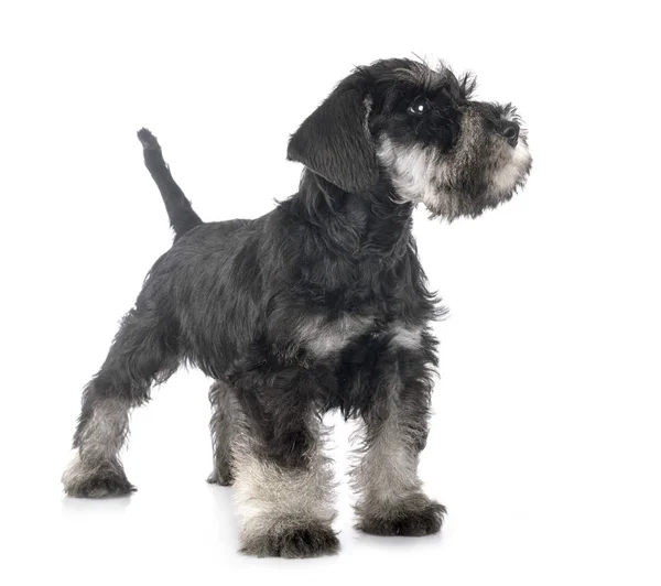 Schnauzer miniature chiot — Photo