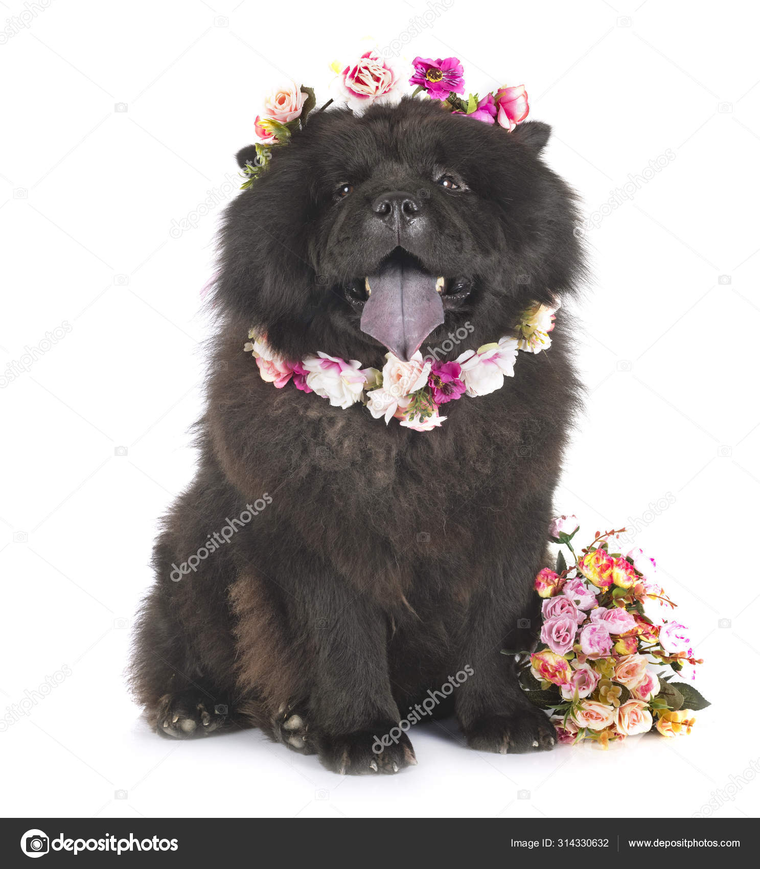a black chow chow