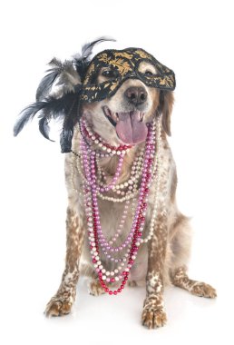 Brittany Dog stüdyoda.