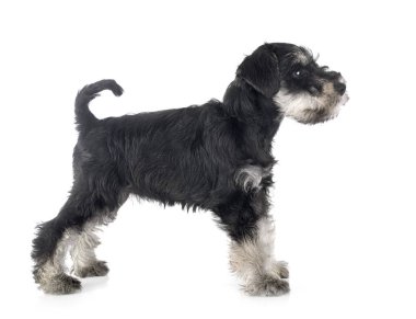 Köpek yavrusu minyatür schnauzer