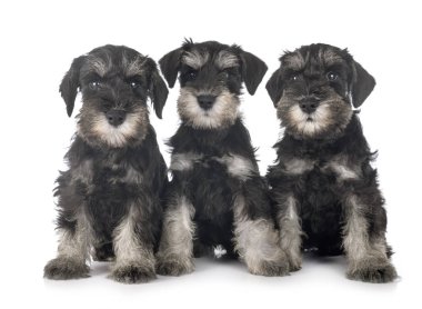 kukla minyatür schnauzer