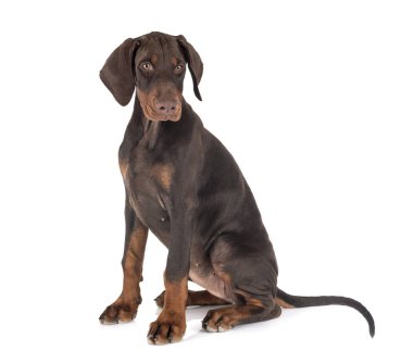 Stüdyoda köpek doberman pinscher