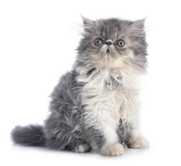 Персидский котенок в студии — стоковое фото