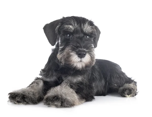 Puppy miniature schnauzer — Stock Photo, Image