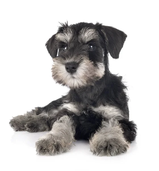 Puppy Sznaucer miniaturowy — Zdjęcie stockowe