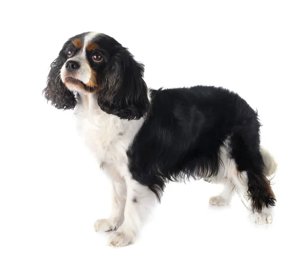 Cavalier King Charles — Stockfoto