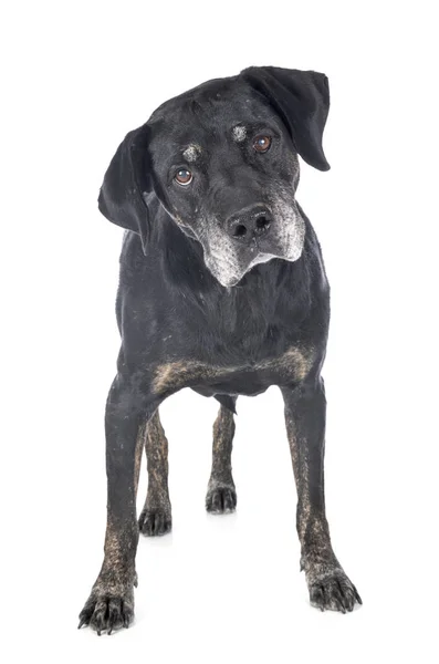 Mixed-breed labrador retriever — Stock Photo, Image