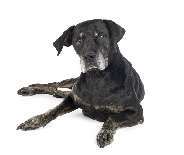 mixed-breed labrador retriever