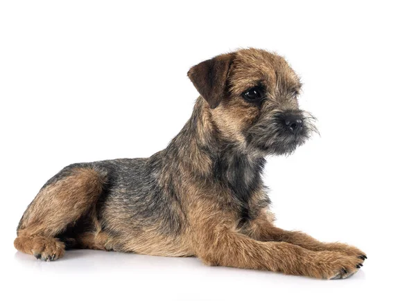 Fronteira terrier em estúdio — Fotografia de Stock