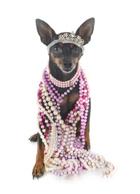 stüdyoda minyatür pinscher