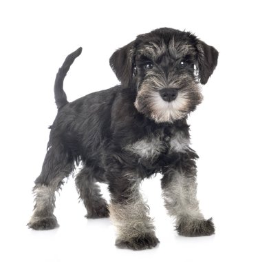 Köpek yavrusu minyatür schnauzer