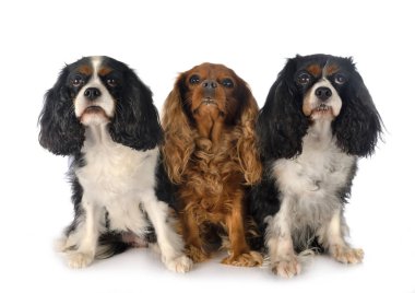 Cavalier King Charles