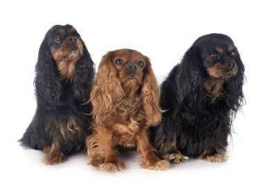 Cavalier King Charles