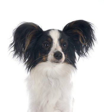 Papillon köpek Studio