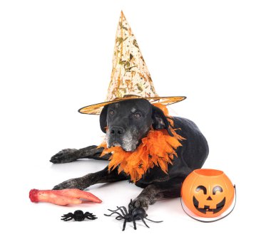 Melez labrador av köpeği.