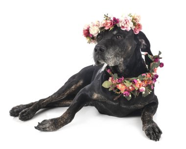 Melez labrador av köpeği.