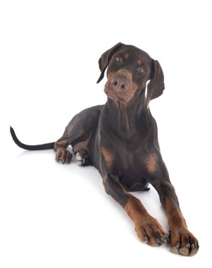 Doberman Pinscher stüdyoda.
