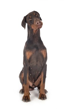 Doberman Pinscher stüdyoda.