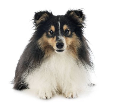 Shetland koyun Studio