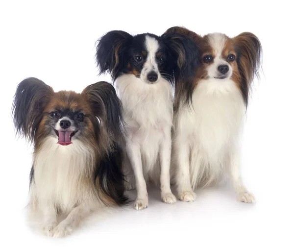 Chiens papillon en studio — Photo