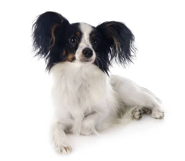 Papillon Hund im Atelier — Stockfoto