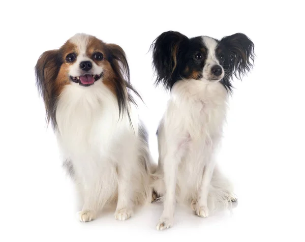 Papillonhunde im Studio — Stockfoto