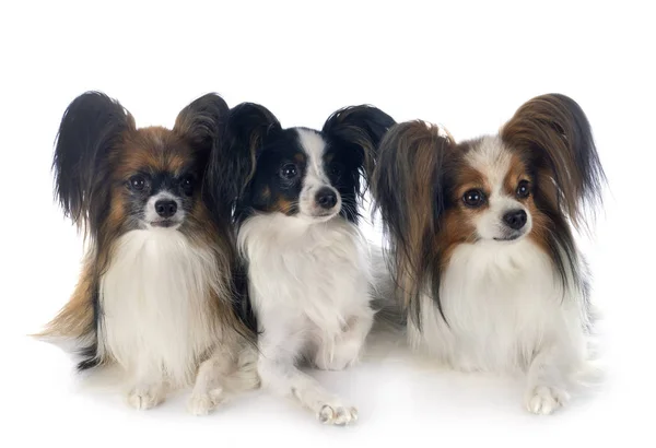 Papillon honden in de studio — Stockfoto