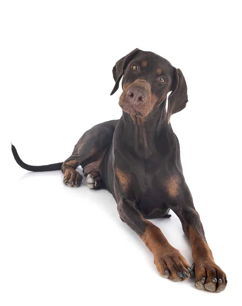 Doberman pinscher in de studio — Stockfoto