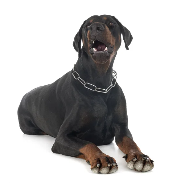 Doberman pinscher in studio — Foto Stock