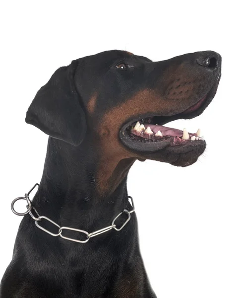 Doberman pinscher in studio — Stock Photo, Image