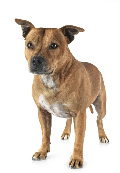 Staffordshire terrier toro —  Fotos de Stock