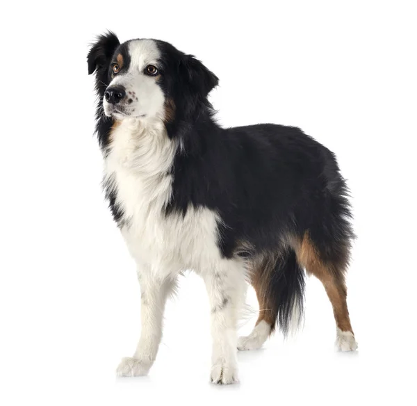 Australian shepherd i studio — Stockfoto