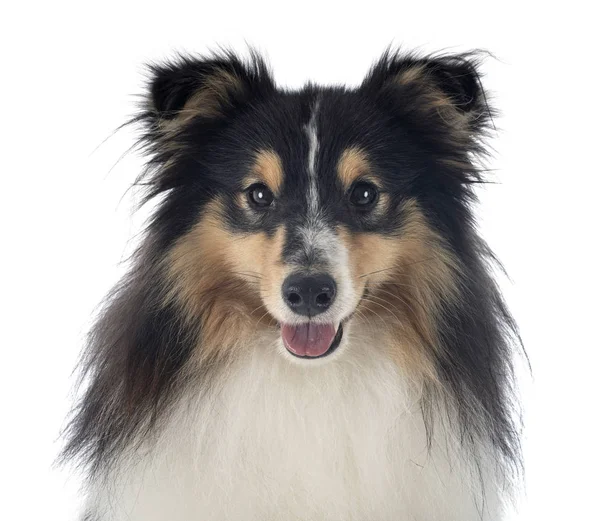 Shetland sheepdog in studio — Stockfoto