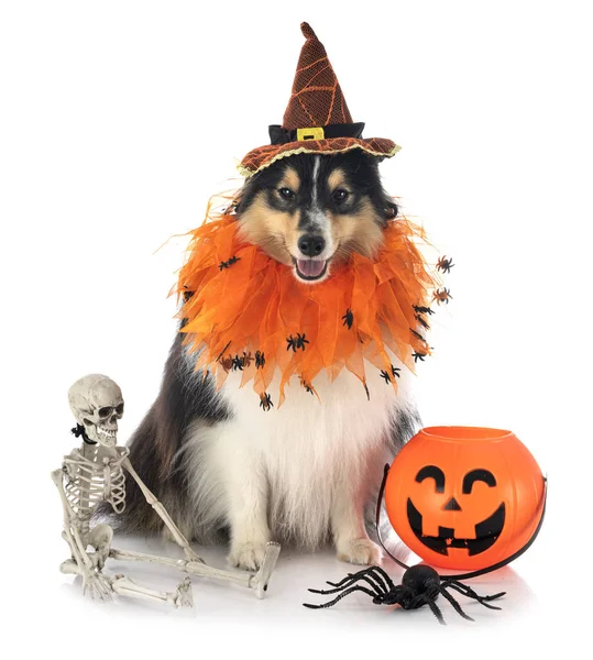 Shetland sheepdog in studio — Stockfoto