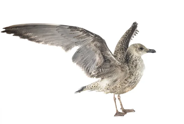 Gaivota de arenque europeia — Fotografia de Stock