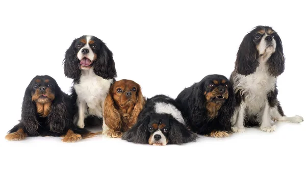 Cavalier king charles — Stock Image Cavalier king charles Stock Picture