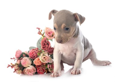 Beyaz arka planda köpek yavrusu Brezilya teriyeri