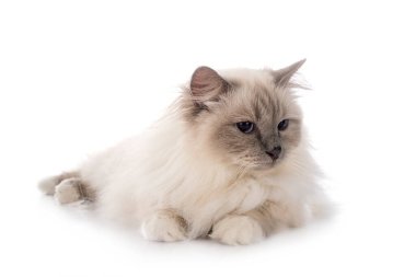 Birman Cat beyaz arkaplanının önünde