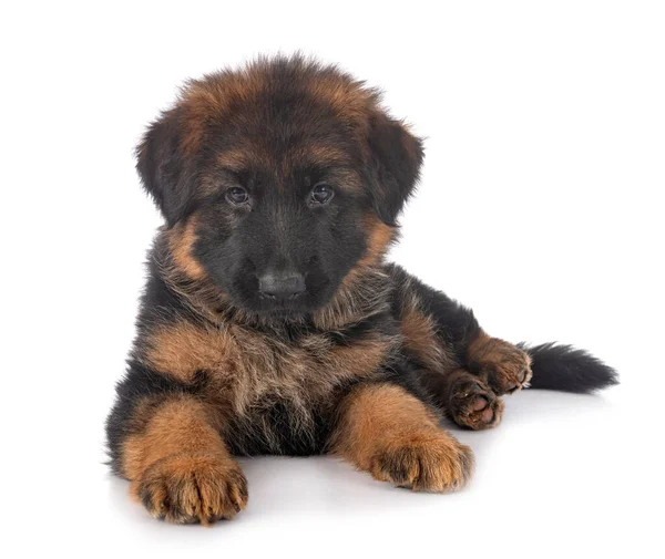 Puppy Duits Herder Voorkant Van Witte Achtergrond — Stockfoto