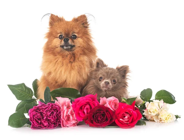 Genç Pomeranian Chihuahua Beyaz Arkaplan Önünde — Stok fotoğraf